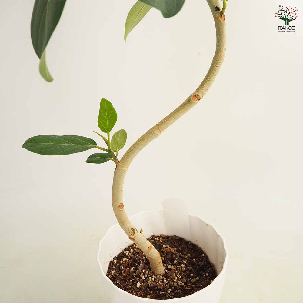 フィカス ベンガレンシス曲がり 【観葉植物 6号／1個売り】｜ 【植物の