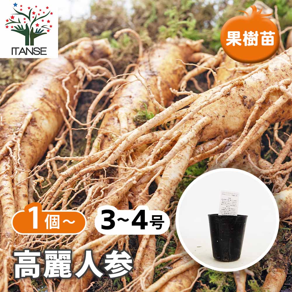 高麗人参 高麗人参 【野菜の苗 3号】｜ 【植物のITANSE】全品送料無料・即