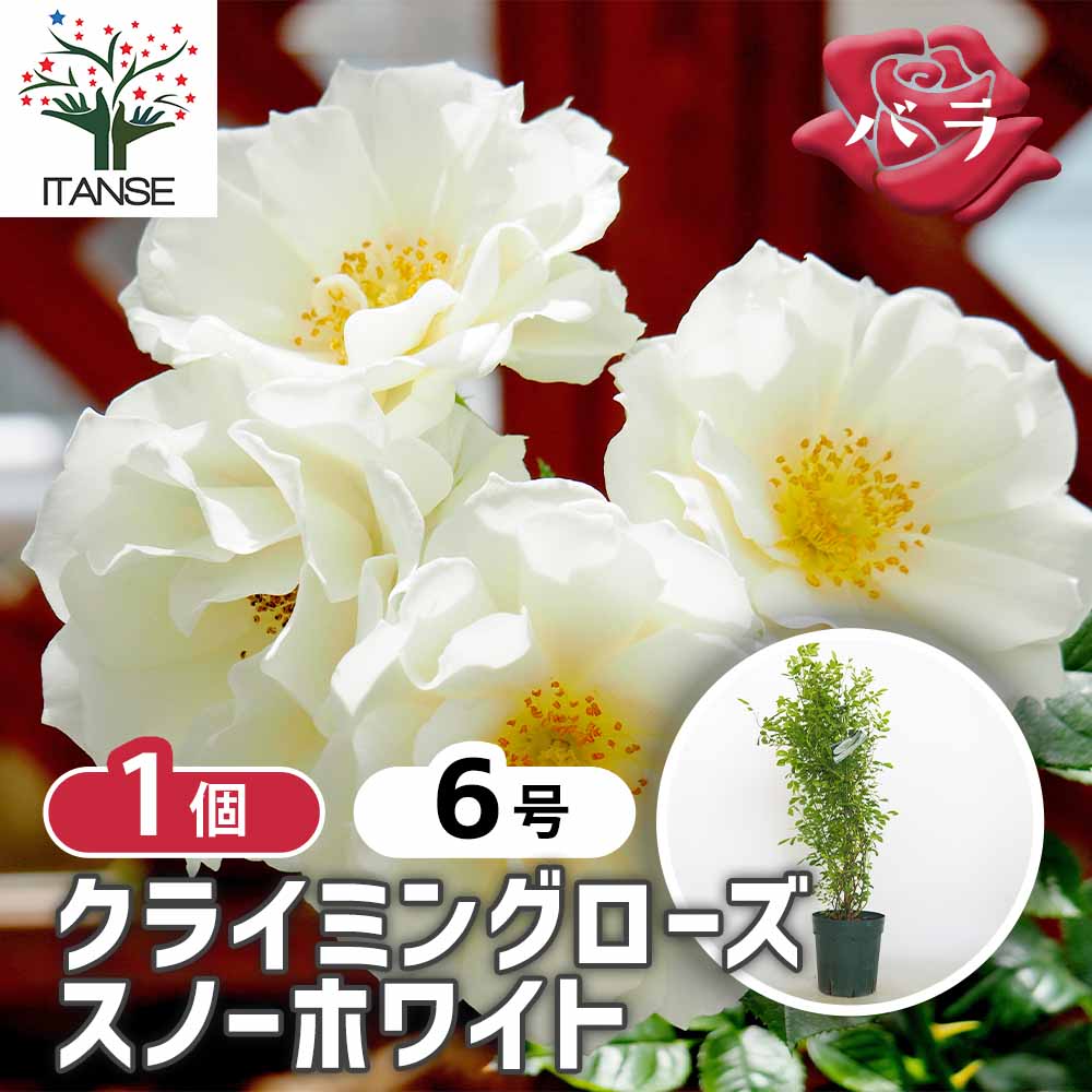 つる薔薇 スノーホワイト 【花木苗 6号／1個売り】｜ 【植物の