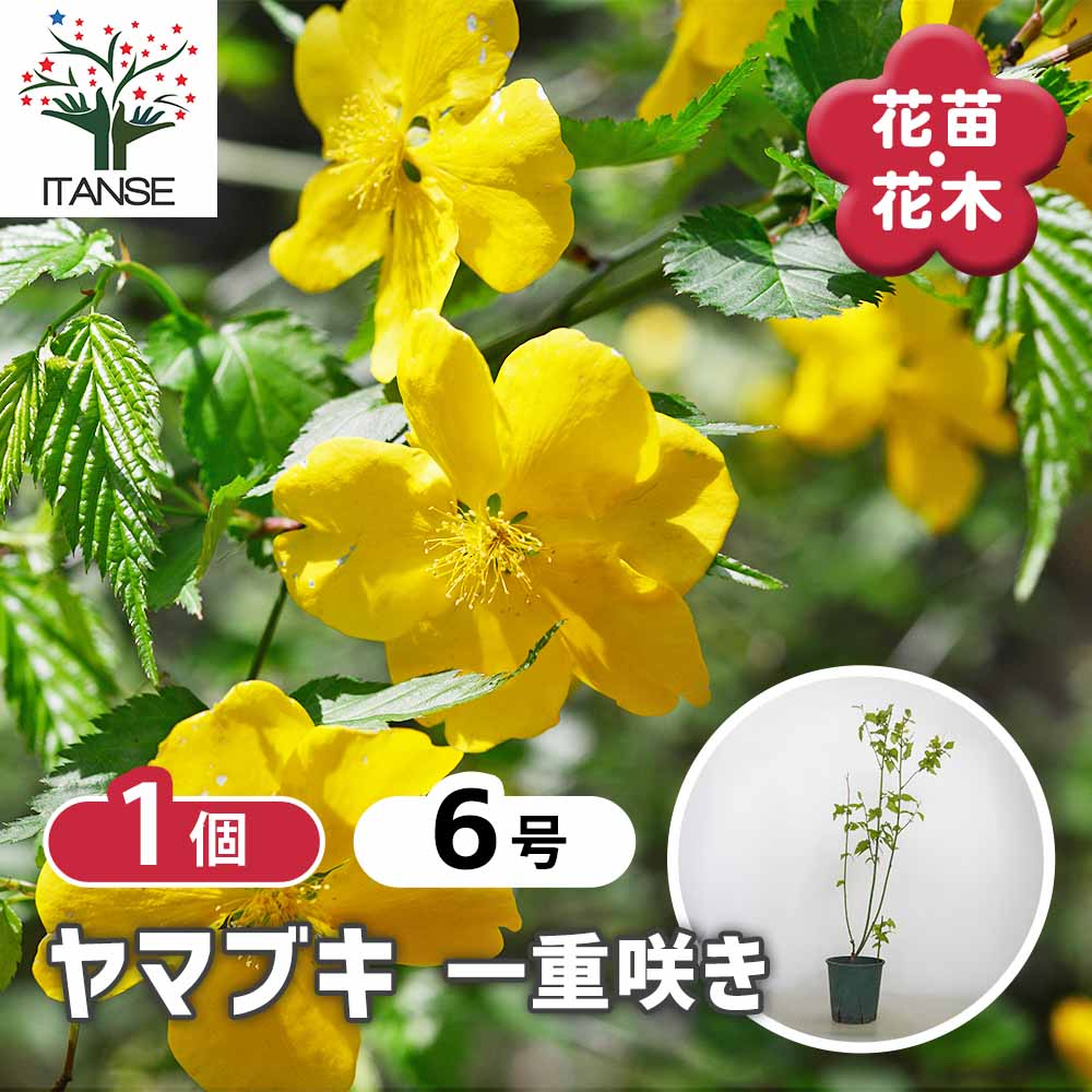ヤマブキ(山吹) 一重 【花木苗 6号／1個売り】｜ 【植物のITANSE