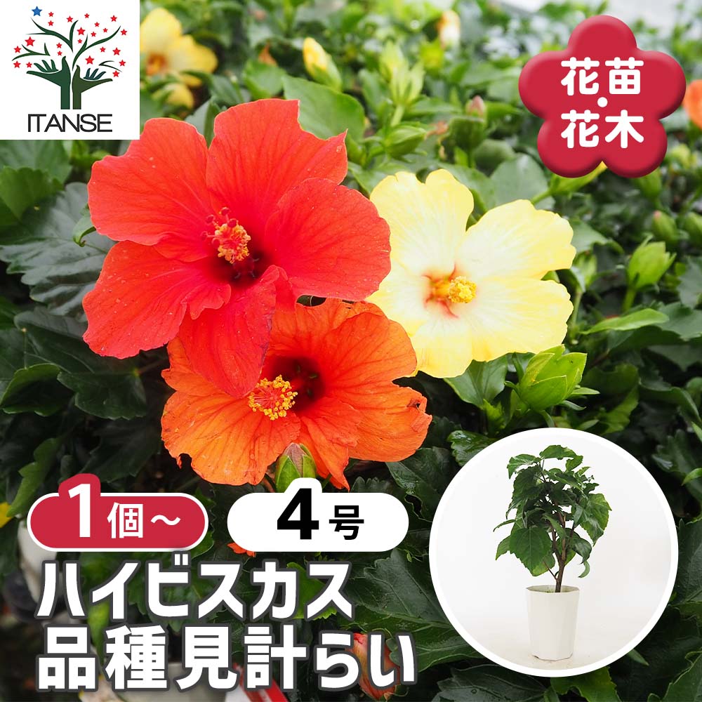 ハイビスカス 品種見計らい 【花木苗 4号】｜ 【植物のITANSE