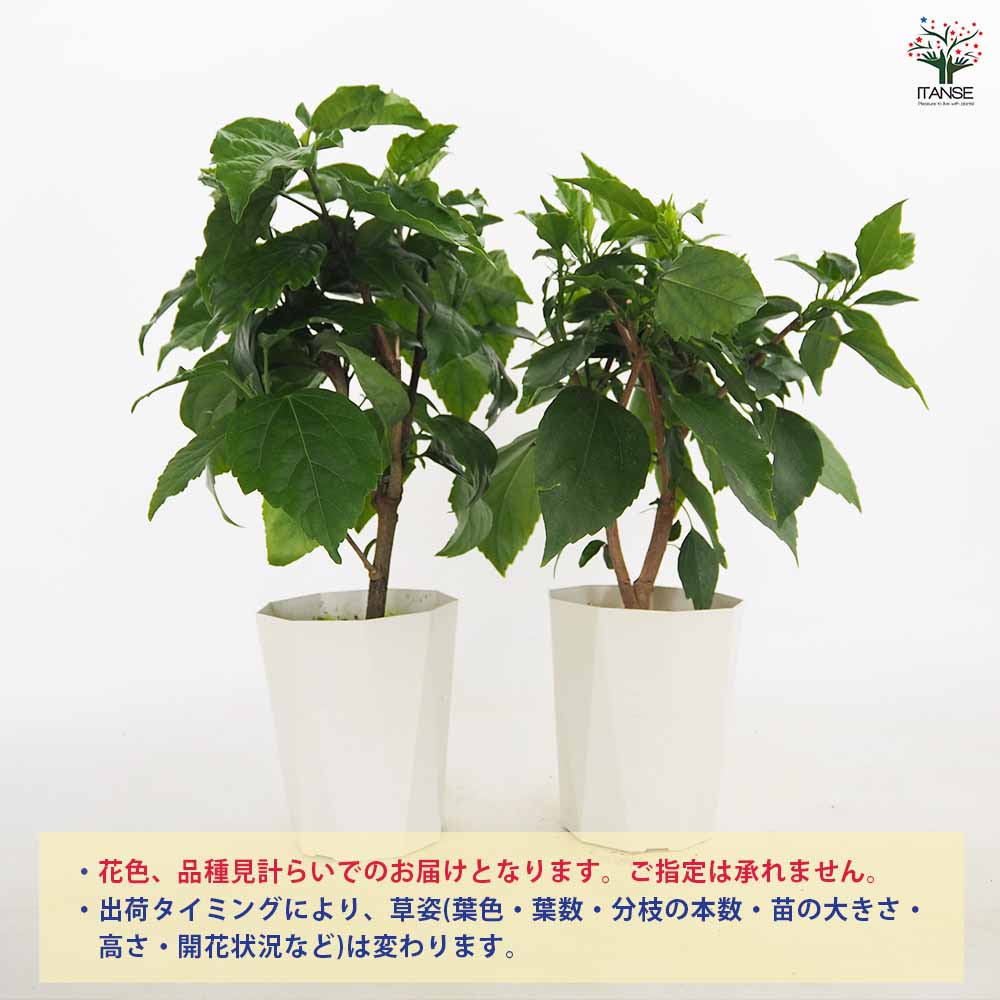 ハイビスカス 品種見計らい 【花木苗 4号】｜ 【植物のITANSE