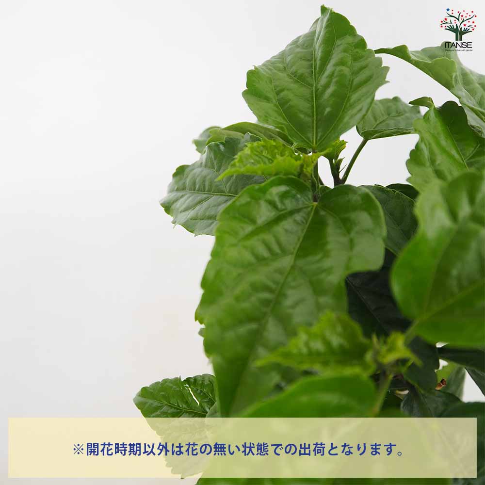 ハイビスカス 品種見計らい 【花木苗 4号】｜ 【植物のITANSE