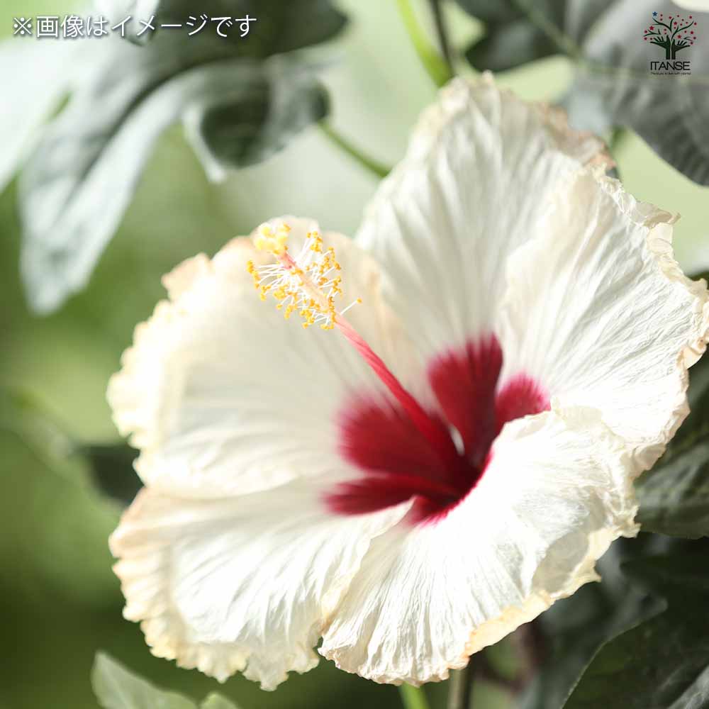 ハイビスカス 品種見計らい 【花木苗 4号】｜ 【植物のITANSE