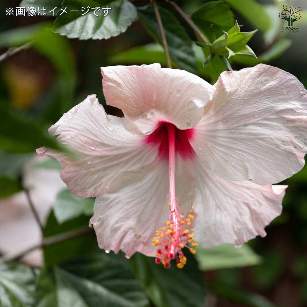 ハイビスカス 品種見計らい 【花木苗 4号】｜ 【植物のITANSE