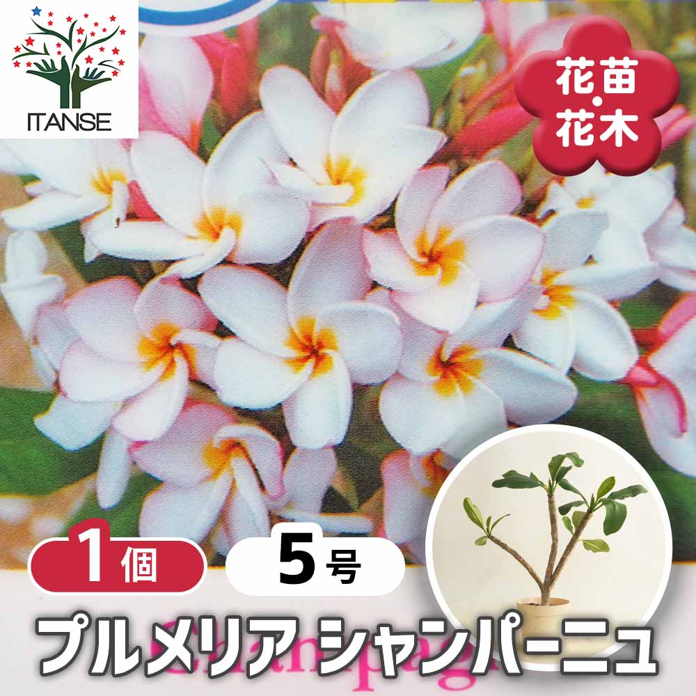 プルメリアの苗 シャンパーニュ 【花木苗 5号／1個売り】｜ 【植物の