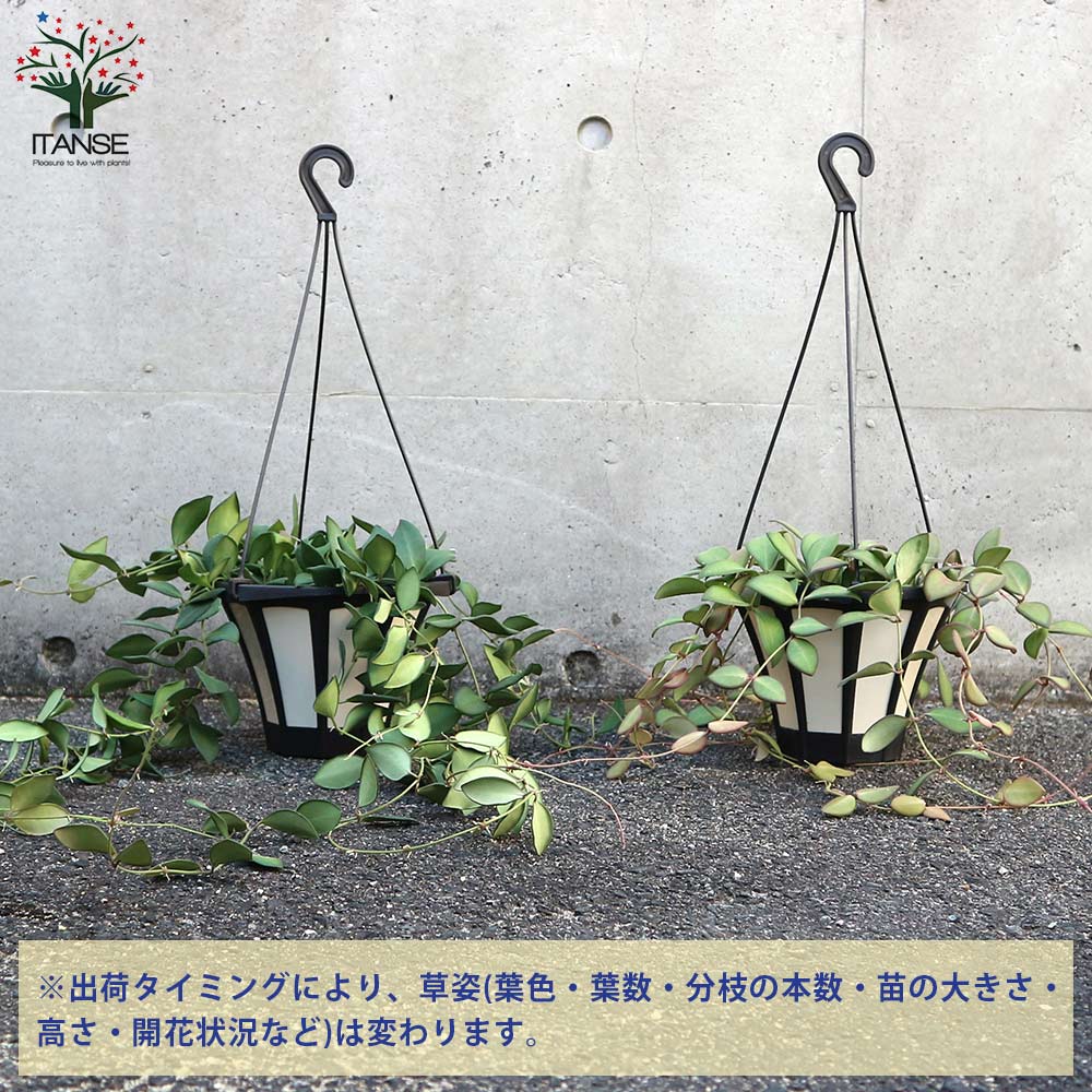 ホヤ(桜ラン)・ザンバレス 【観葉植物 リビングやオフィス向きサイズ