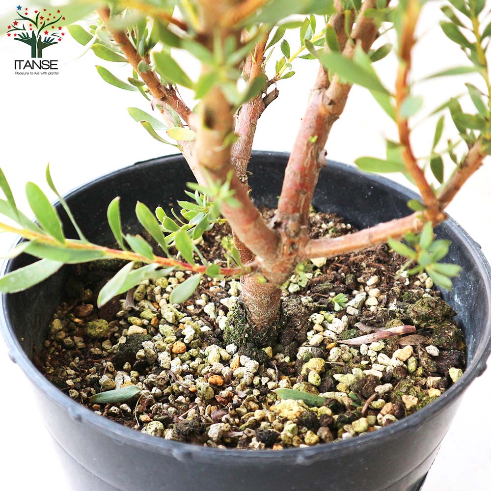 リューカデンドロン エイミー(アミー)【花苗 7号鉢／1個売り