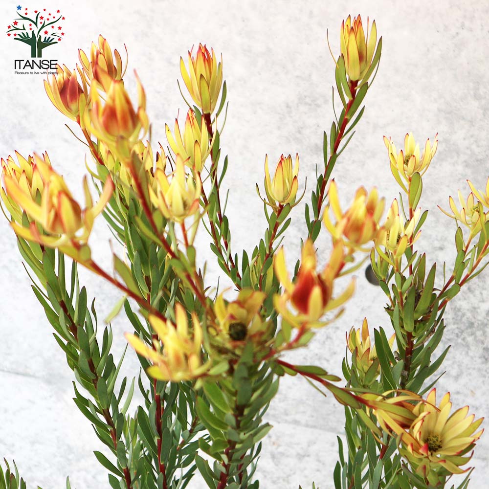 リューカデンドロン エイミー(アミー)【花苗 7号鉢／1個売り