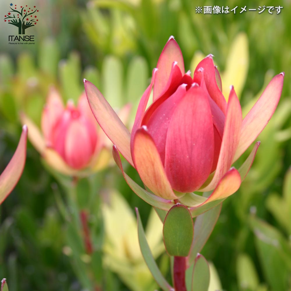 リューカデンドロン エイミー(アミー)【花苗 7号鉢／1個売り