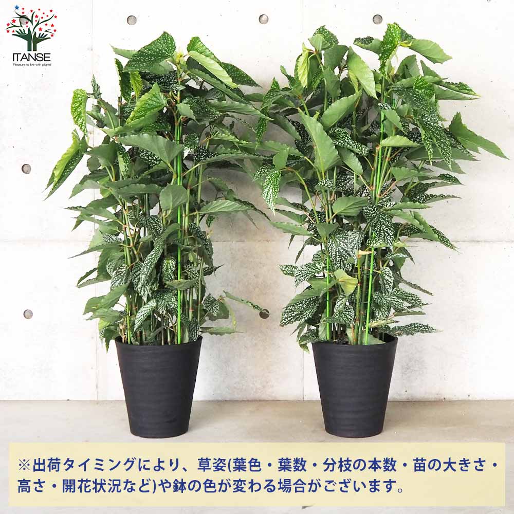 木立ベゴニア　カット苗 木立ベゴニア カット苗 木立ベゴニア カット苗 木立ベゴニア カット苗