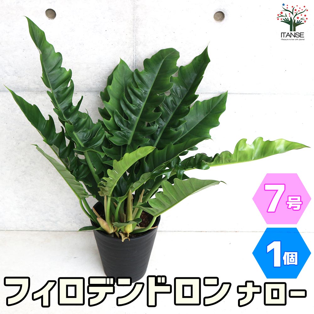 フィロデンドロン ナロー【観葉植物 7号鉢／1個売り】