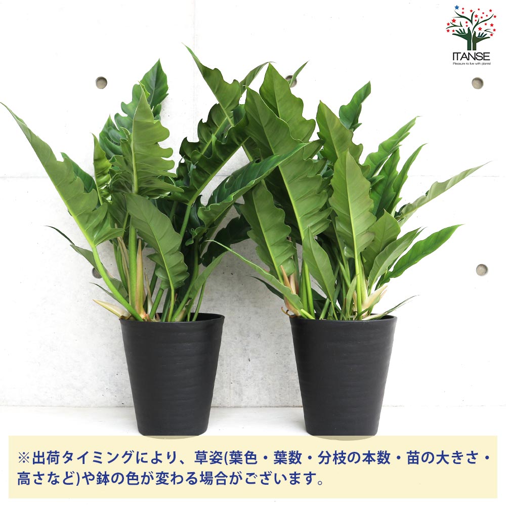 フィロデンドロン ナロー【観葉植物 7号鉢／1個売り】