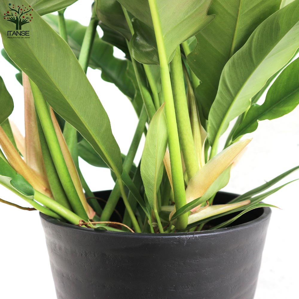 フィロデンドロン ナロー【観葉植物 7号鉢／1個売り】