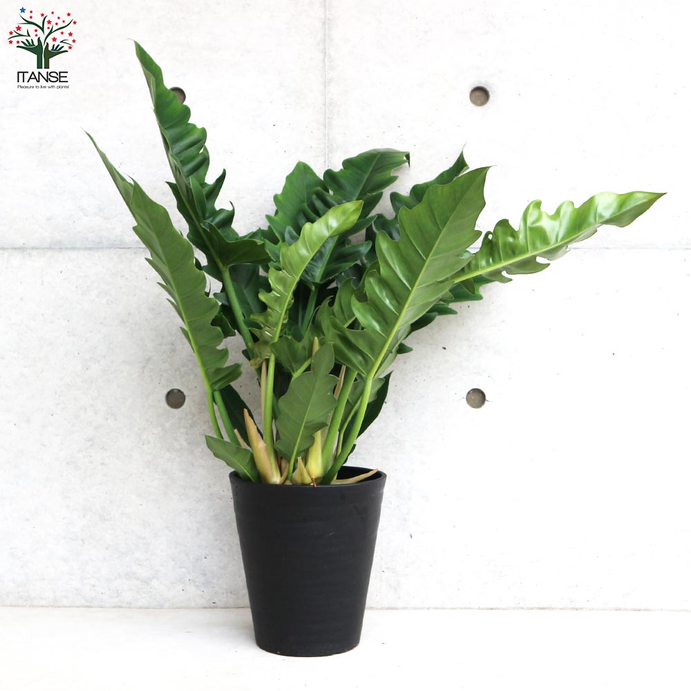 フィロデンドロン ナロー【観葉植物 7号鉢／1個売り】