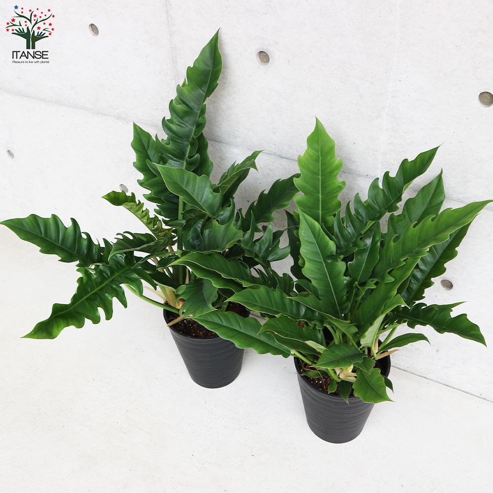 フィロデンドロン ナロー【観葉植物 7号鉢／1個売り】