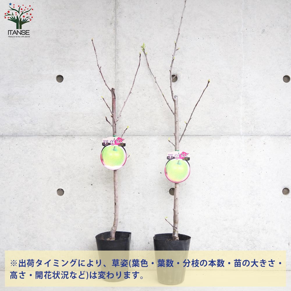 りんごの苗木 王林【果樹の苗木 4～5号ポット／1個売り】｜ 【植物の