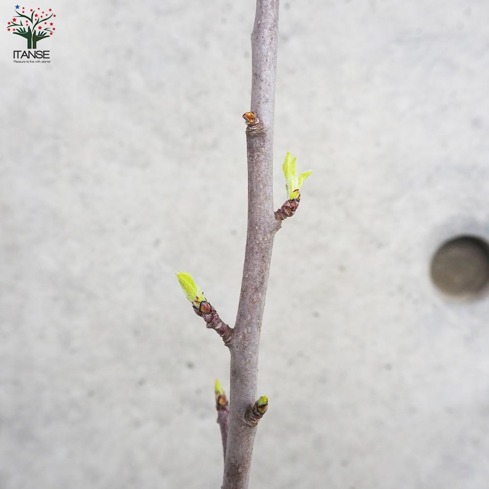 りんご　苗木　王林　大小セット　１.7メートル りんご 苗木 王林 大小セット 1.7メートル