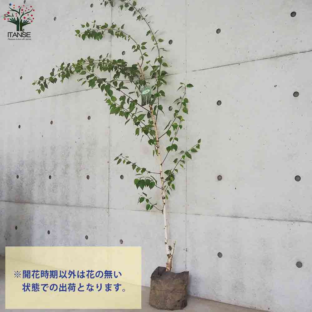白樺(シラカバ) ジャックモンティ【庭木 不織布ポット大苗／1個売り