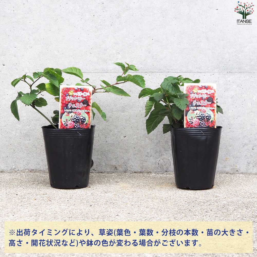 ブラックベリーの苗木 チェスター【果樹の苗 12cmポット 1年生 挿し木