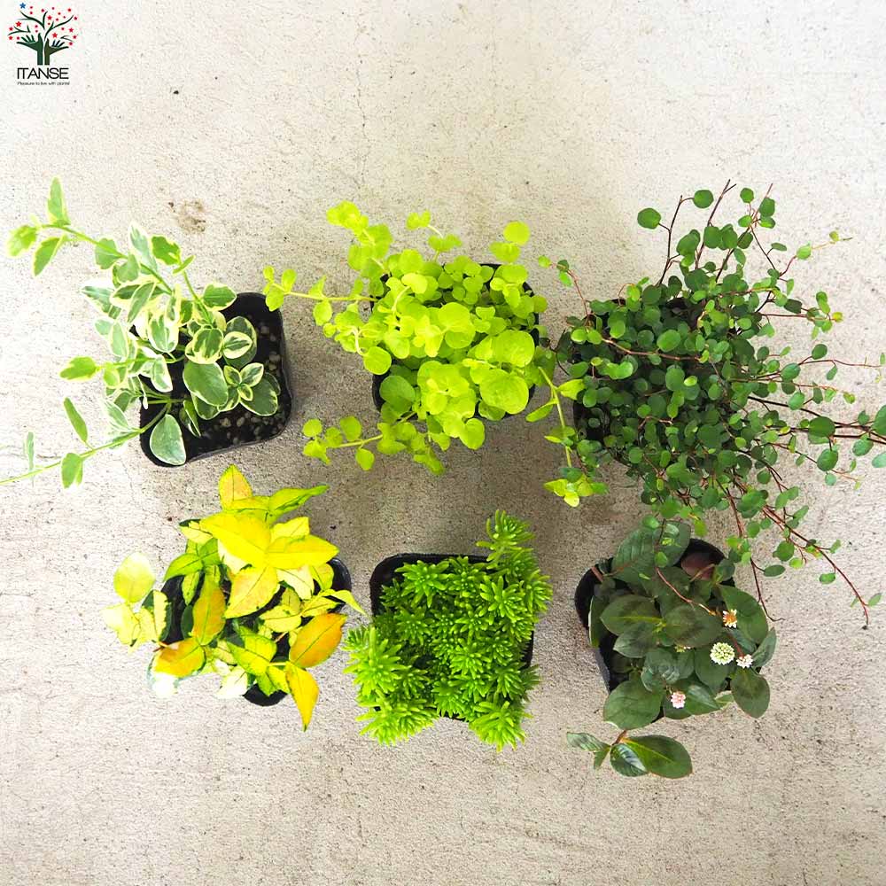 グランドカバーにも寄せ植えにも使える！リーフCセット 6品種1個【花苗