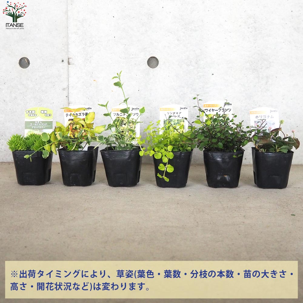 グランドカバーにも寄せ植えにも使える！リーフCセット 6品種1個【花苗 9cmポット／お買い得6個セット】