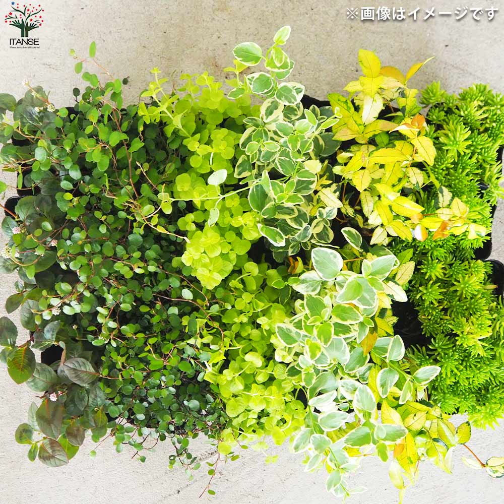 グランドカバーにも寄せ植えにも使える！リーフCセット 6品種1個【花苗