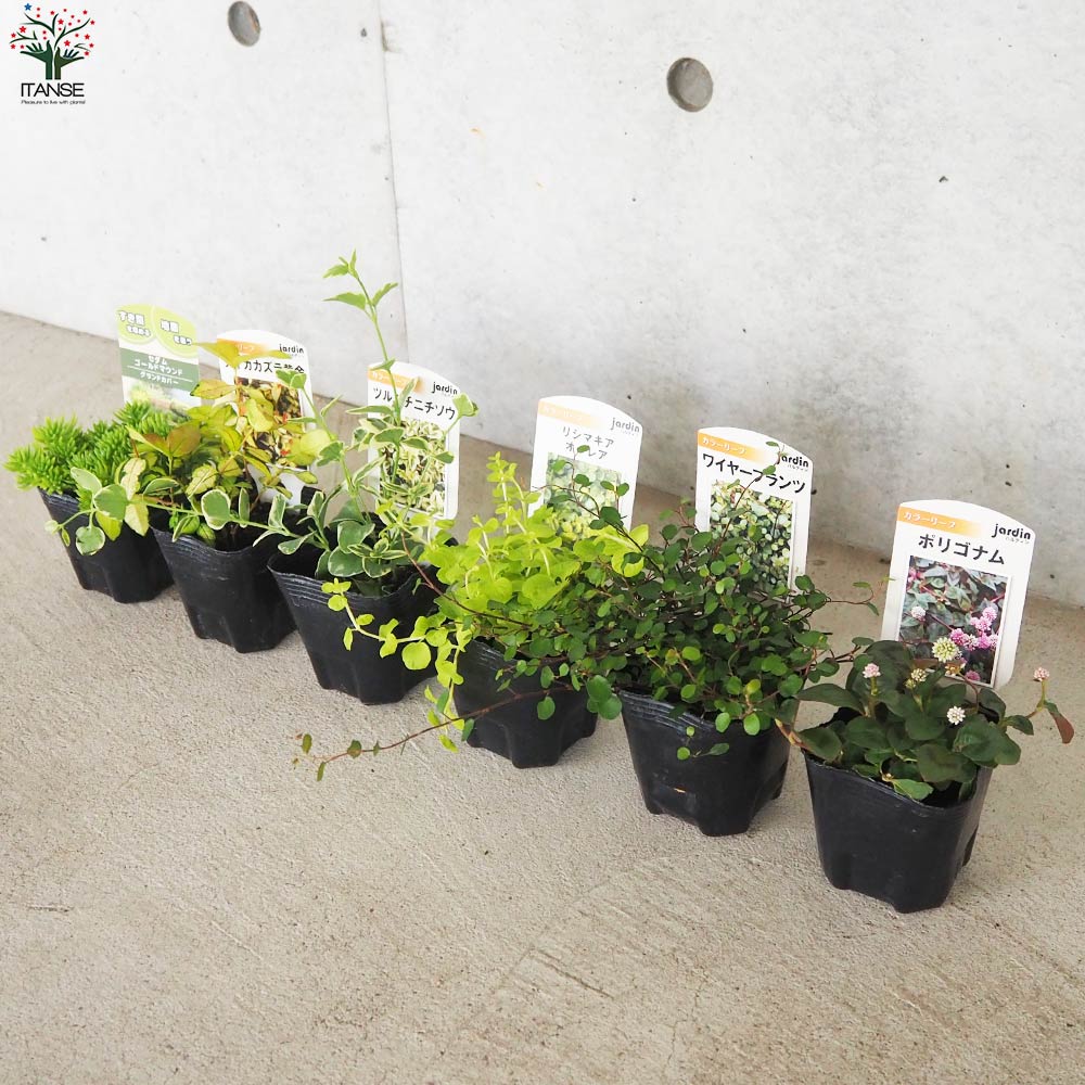 グランドカバーにも寄せ植えにも使える！リーフCセット 6品種1個【花苗