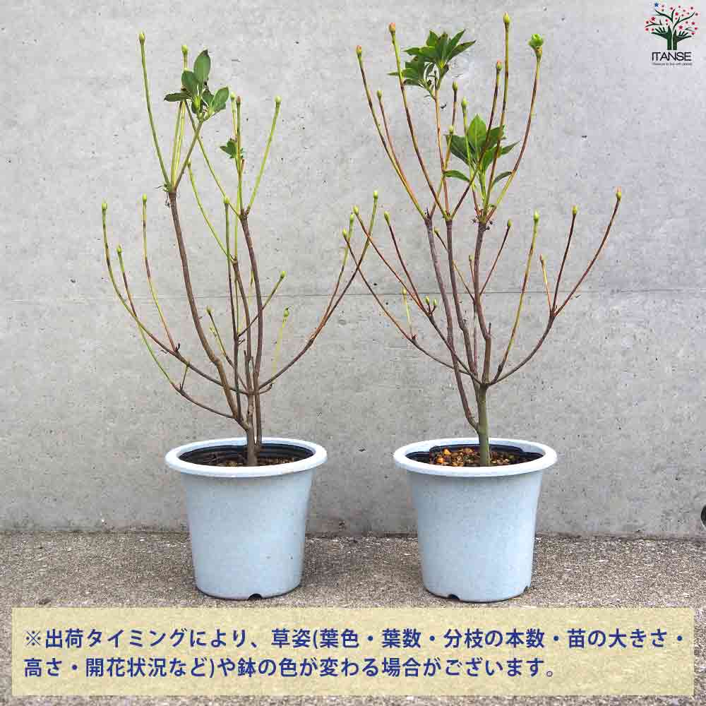 紅サラサ ドウダンツツジ 【庭木 4号鉢】｜ 【植物のITANSE