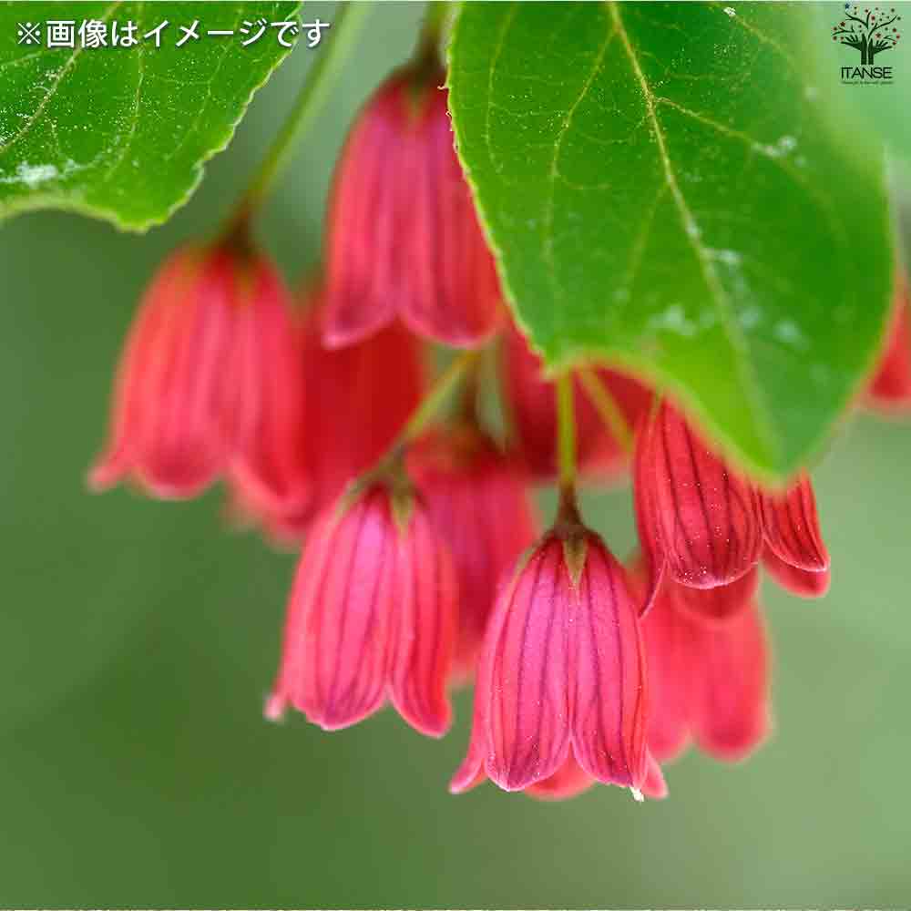 紅サラサ ドウダンツツジ 【庭木 4号鉢】｜ 【植物のITANSE