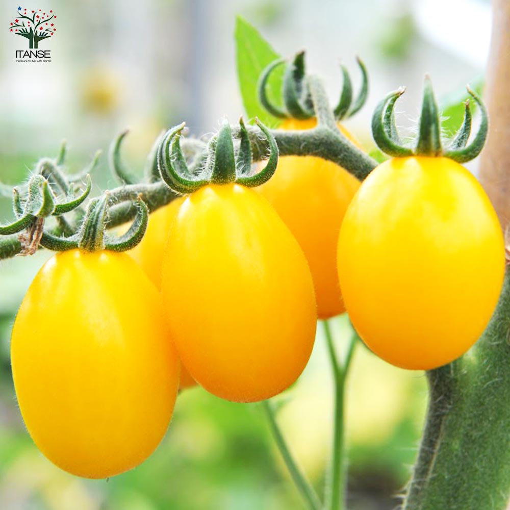 極甘カラフルミニトマト メイクスイーツ クラウディア ミニトマトの苗2個～【野菜の苗 10.5cmポット 自根苗】