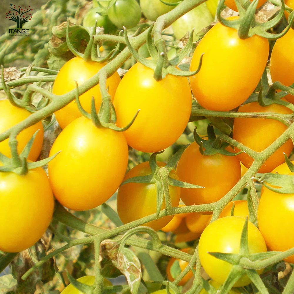 極甘カラフルミニトマト メイクスイーツ クラウディア ミニトマトの苗2個～【野菜の苗 10.5cmポット 自根苗】