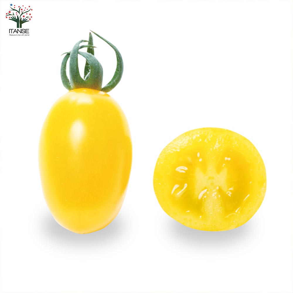 極甘カラフルミニトマト メイクスイーツ クラウディア ミニトマトの苗2個～【野菜の苗 10.5cmポット 自根苗】