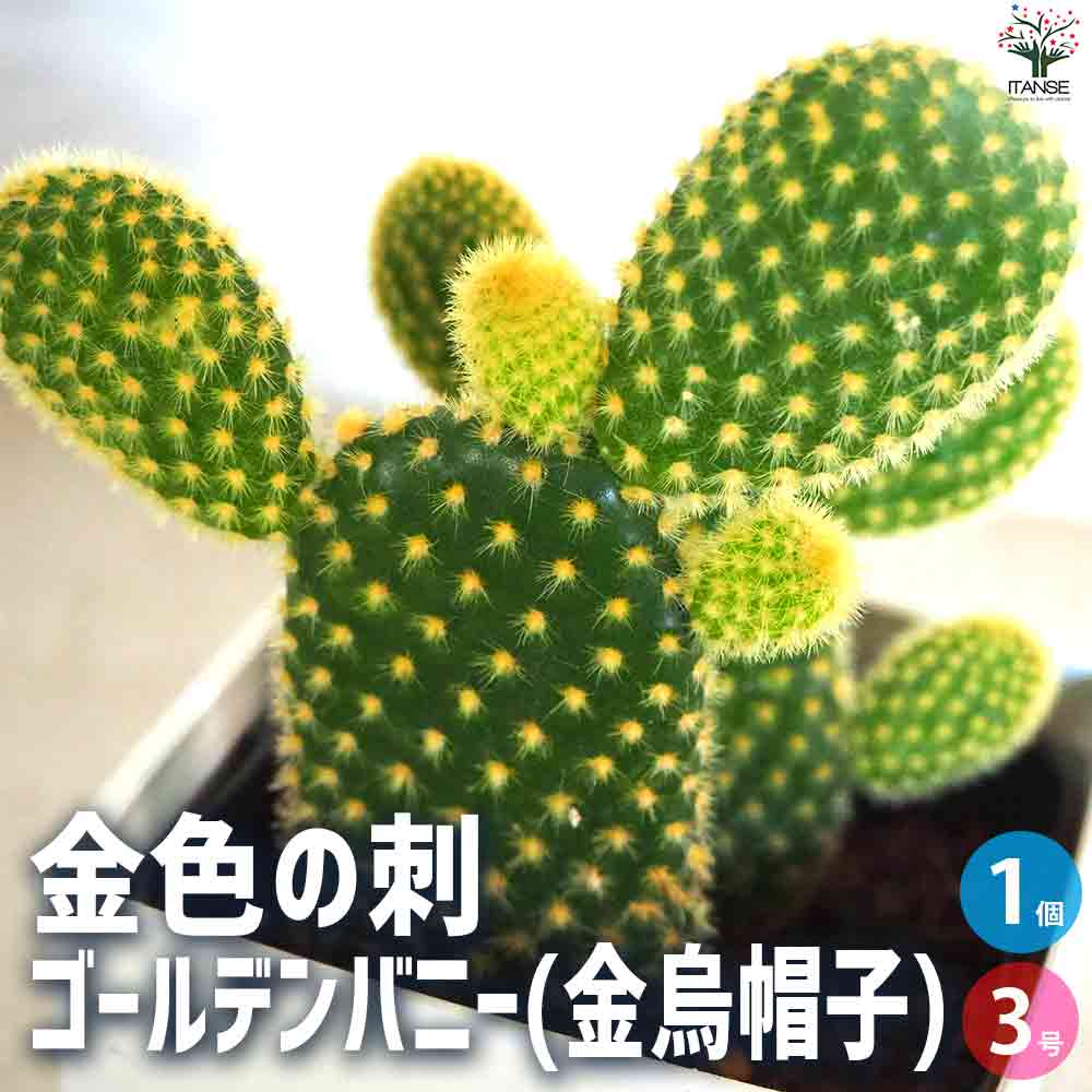 金色の刺 ゴールデンバニー(金烏帽子) 【多肉植物 3号鉢/1個売り】