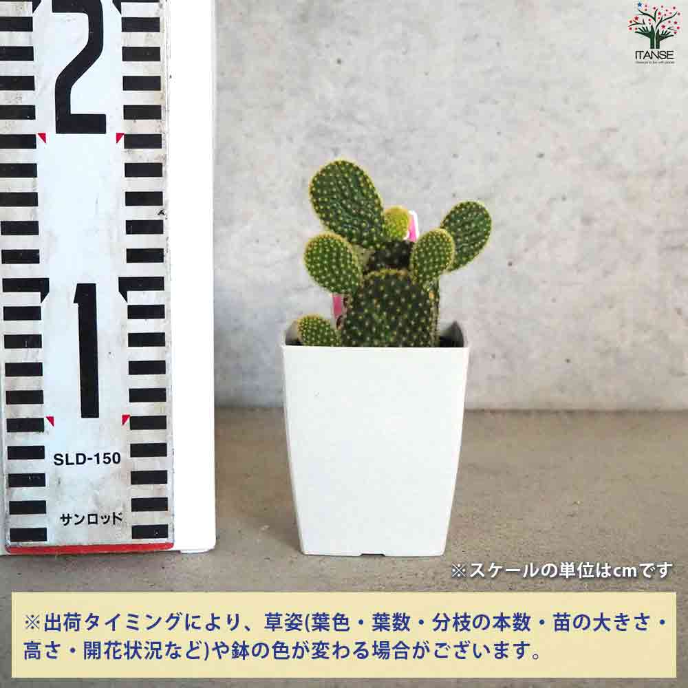 金色の刺 ゴールデンバニー(金烏帽子) 【多肉植物 3号鉢/1個売り】