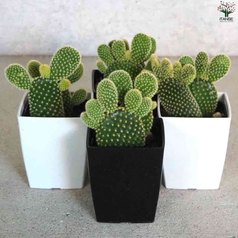 金色の刺 ゴールデンバニー(金烏帽子) 【多肉植物 3号鉢／1個売り