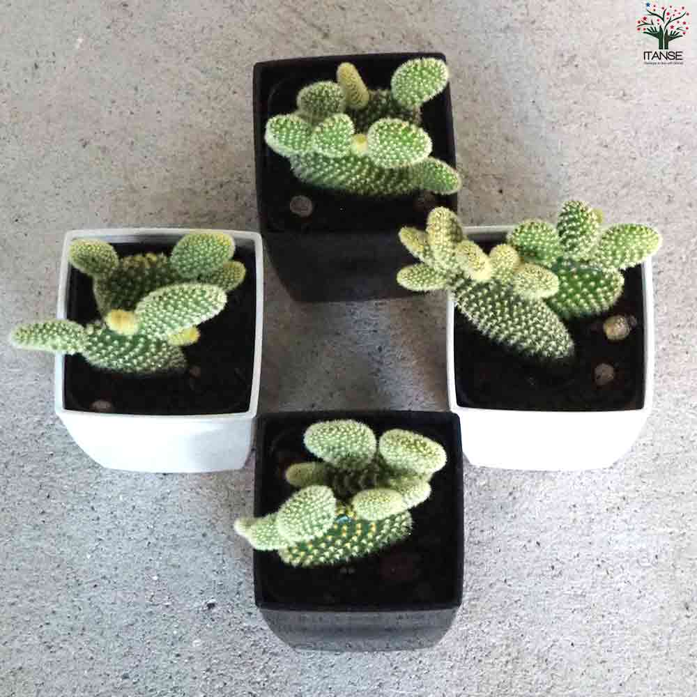 金色の刺 ゴールデンバニー(金烏帽子) 【多肉植物 3号鉢/1個売り】