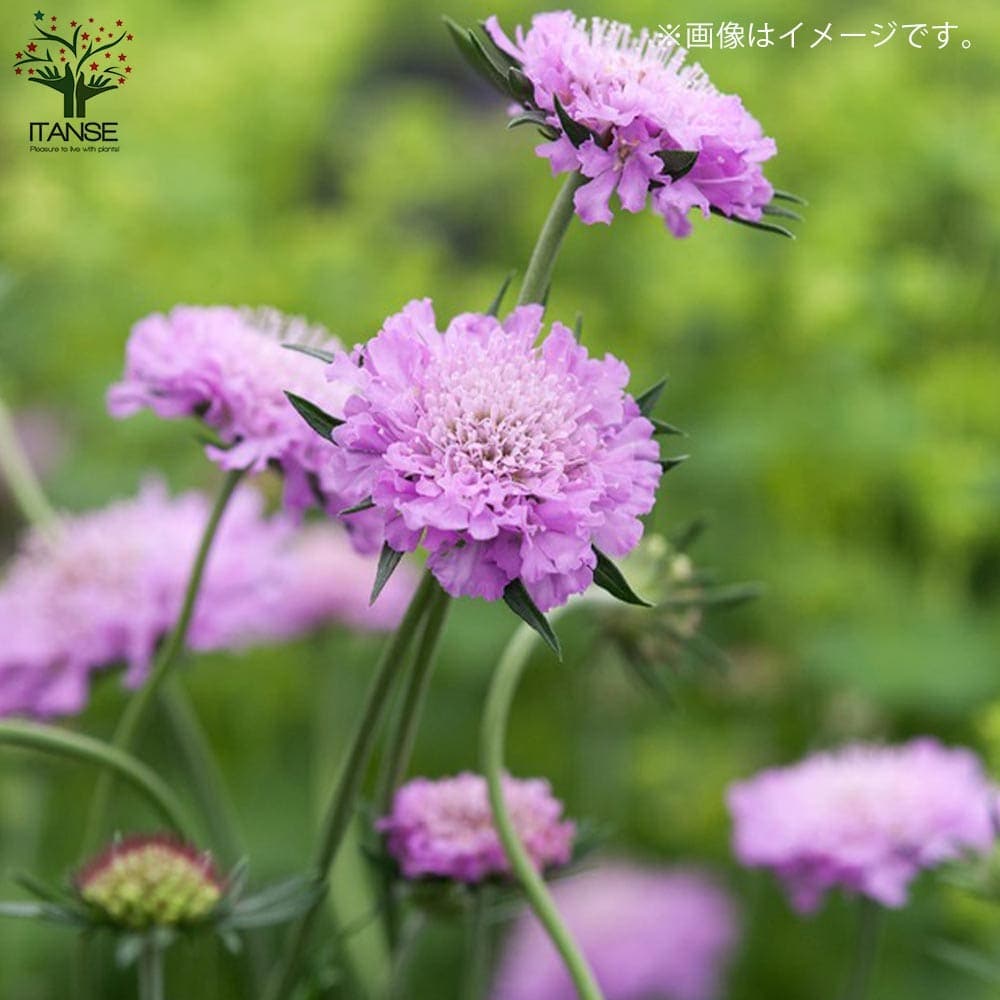 スカビオサ・ピンク【花苗 4号鉢】｜ 【植物のITANSE】全品送料