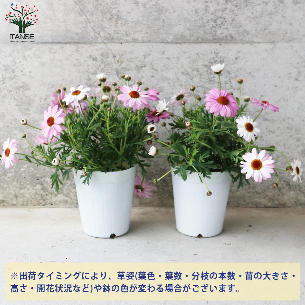 開花中「サイラスマーナー」10号鉢 開花中「サイラスマーナー」10号鉢