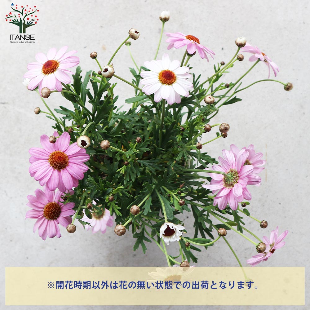 マーガレット フォーシーズンズ(ピンク)【花苗 3.5号～4号ポット苗