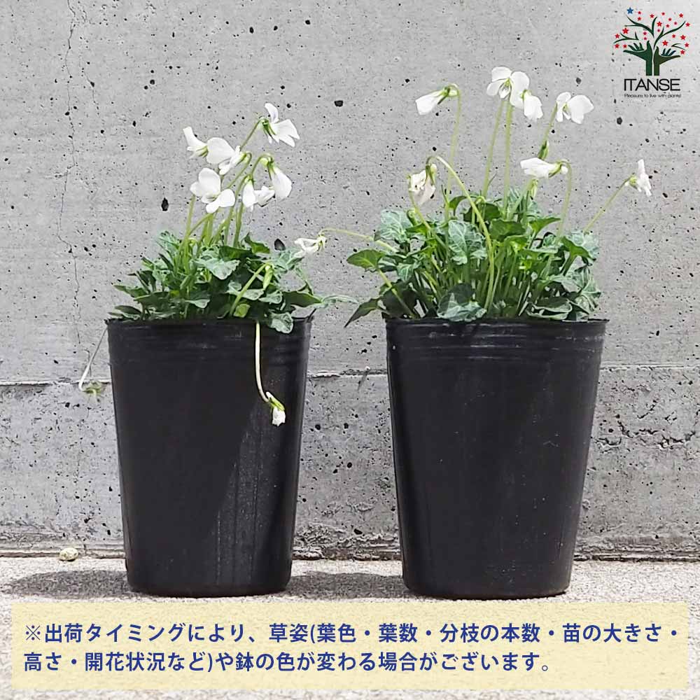 八重山すみれ【花苗 2.5号ポット】｜ 【植物のITANSE】全品送料