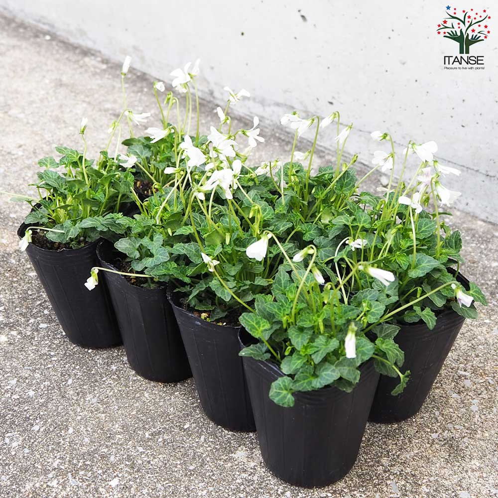 八重山すみれ【花苗 2.5号ポット】｜ 【植物のITANSE】全品送料