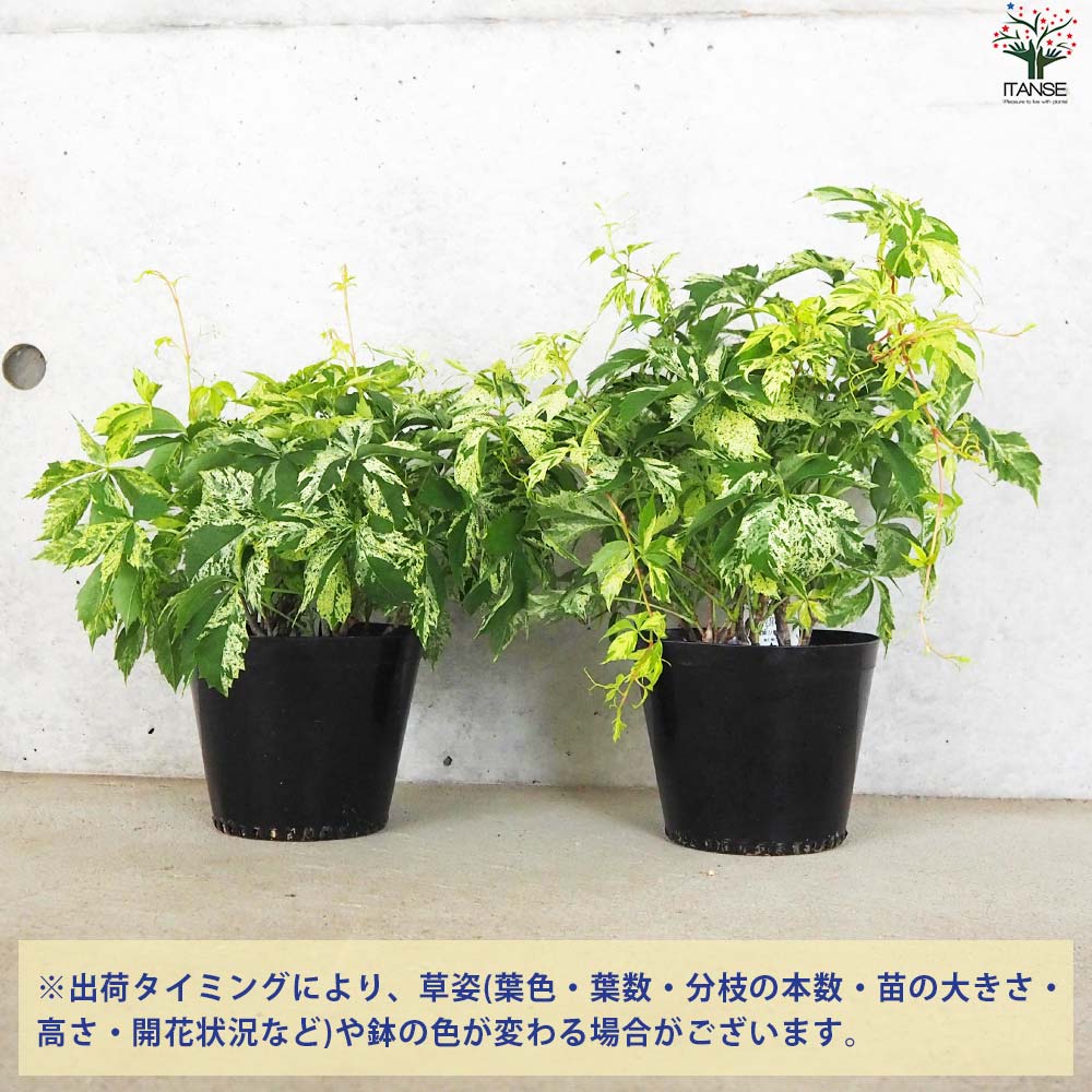 特価　激レア　スキンダプサス　マッチャ　斑入り　バリエガータ 激レア スキンダプサス マッチャ 斑入り バリエガータ 園芸ネット本店