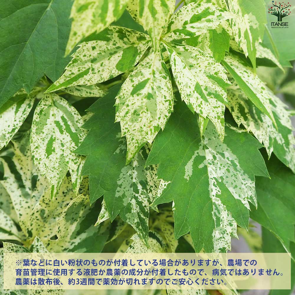 プルメリア　'マヤ'　バリエガータ プルメリア 'マヤ' バリエガータ 珍しい斑入りプルメリアが咲い