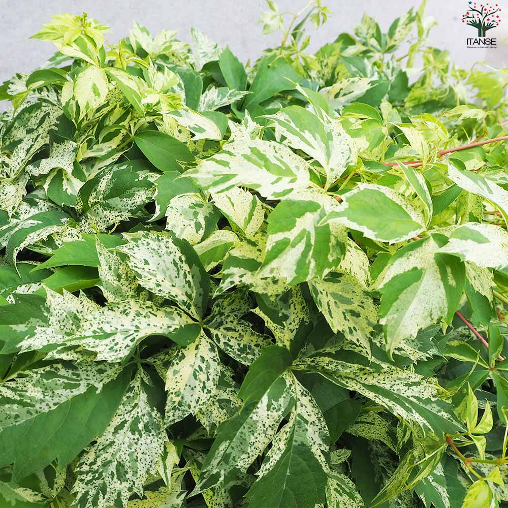 アメリカヅタ バリエガータ(斑入り葉)【花苗 5号ポット】｜ 【植物の