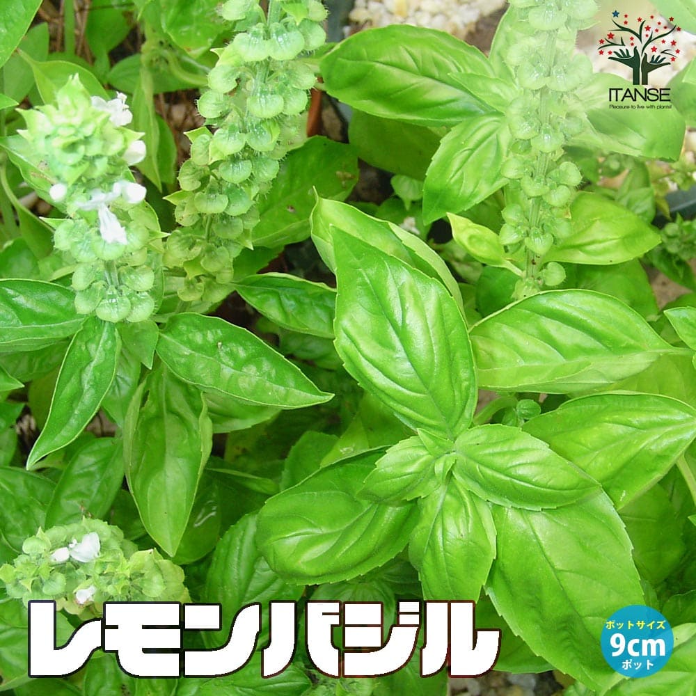 レモンバジル 2個～【ハーブの苗 9cmポット】