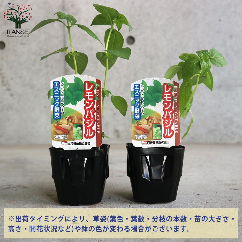 レモンバジル 2個～【ハーブの苗 9cmポット】