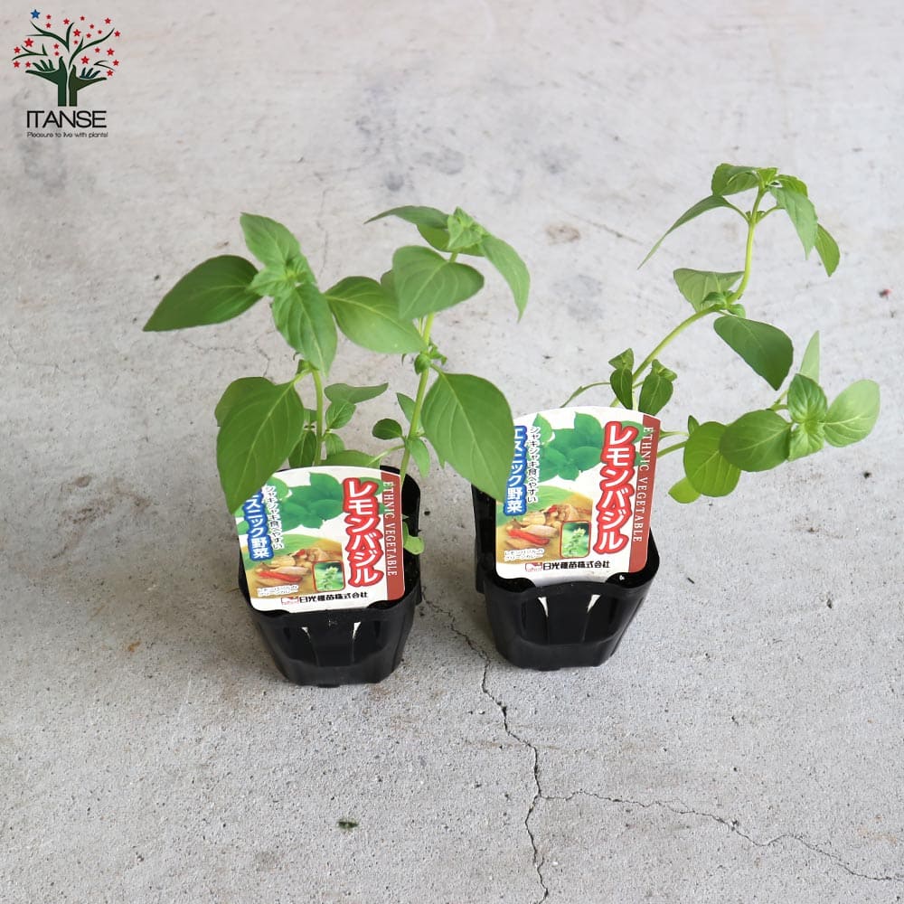 珍しいなすとバジルの苗6本セット 珍しいバジルとなすの苗6本セット