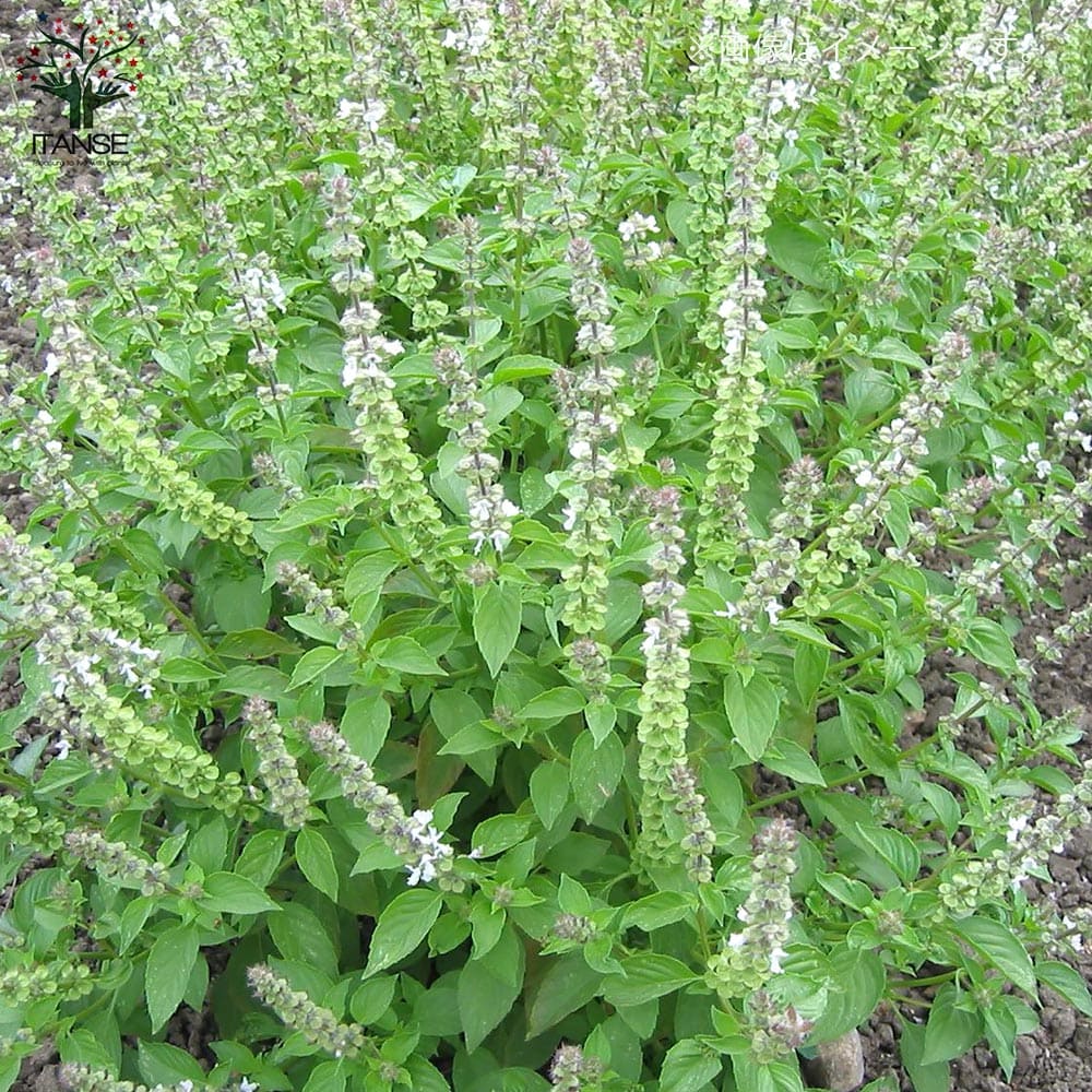 レモンバジル 2個～【ハーブの苗 9cmポット】