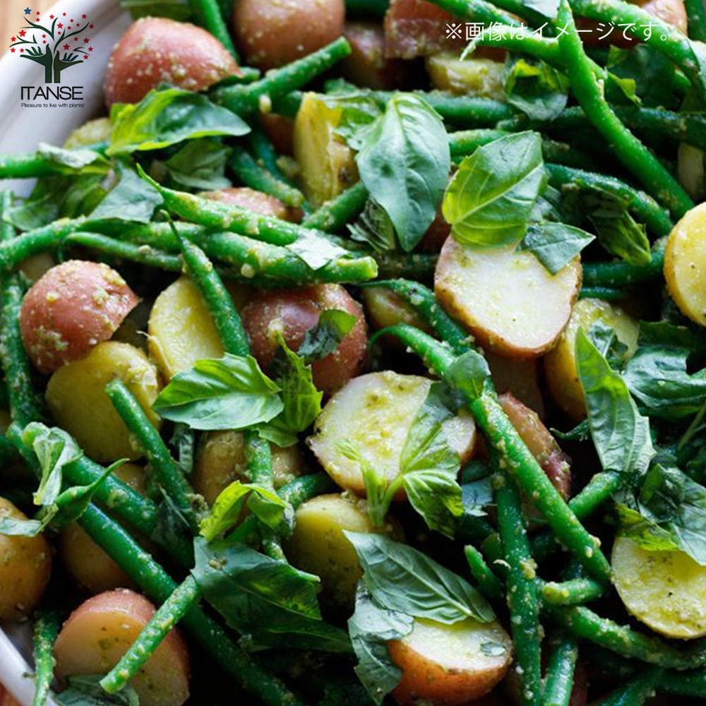 レモンバジル 2個～【ハーブの苗 9cmポット】